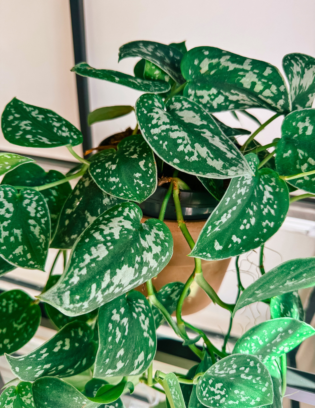 Epipremnum Scindapsus Pictus Ø16