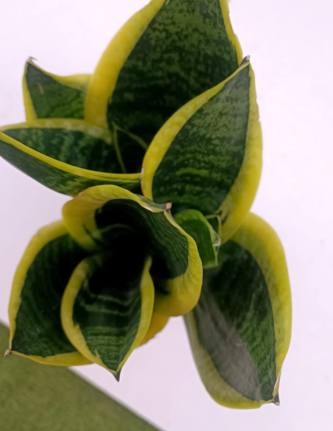 Sansevieria Laurentii Ø9 (30cm)