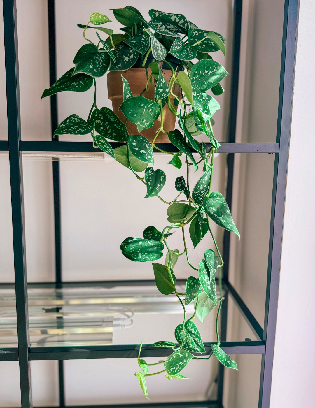 Epipremnum Scindapsus Pictus Ø16