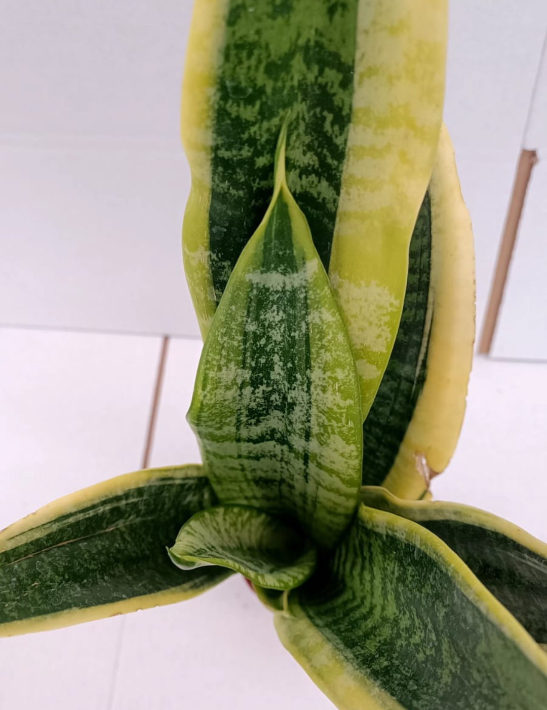 Sansevieria Laurentii Ø9 (30cm)