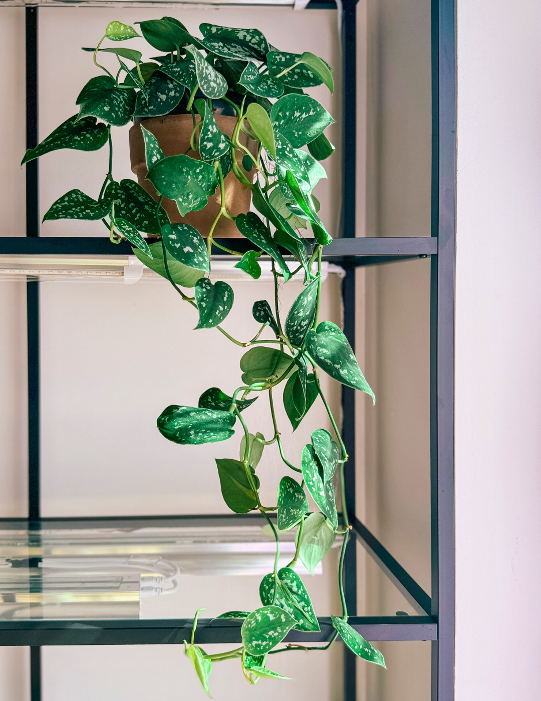 Epipremnum Scindapsus Pictus Ø16