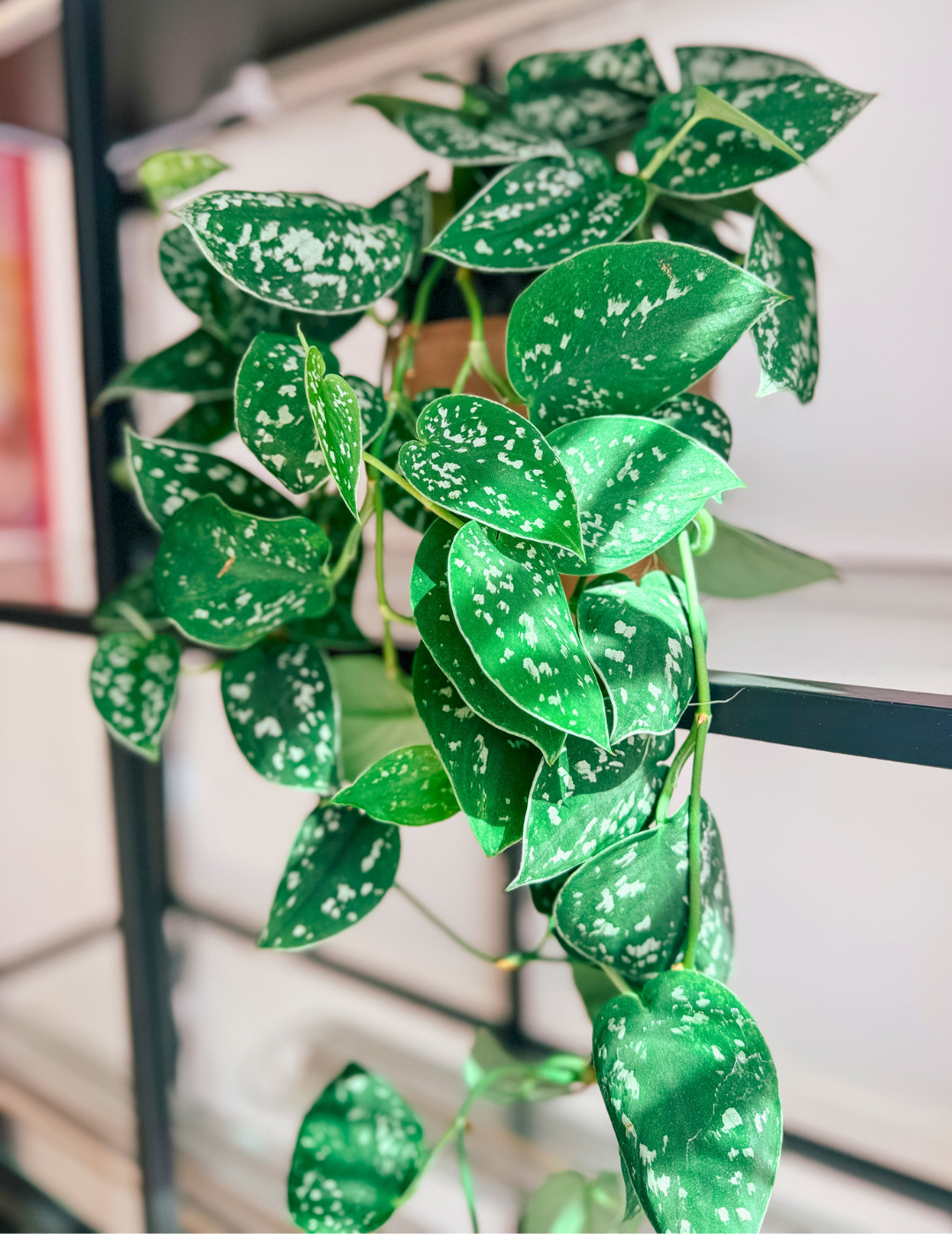 Epipremnum Scindapsus Pictus Ø16