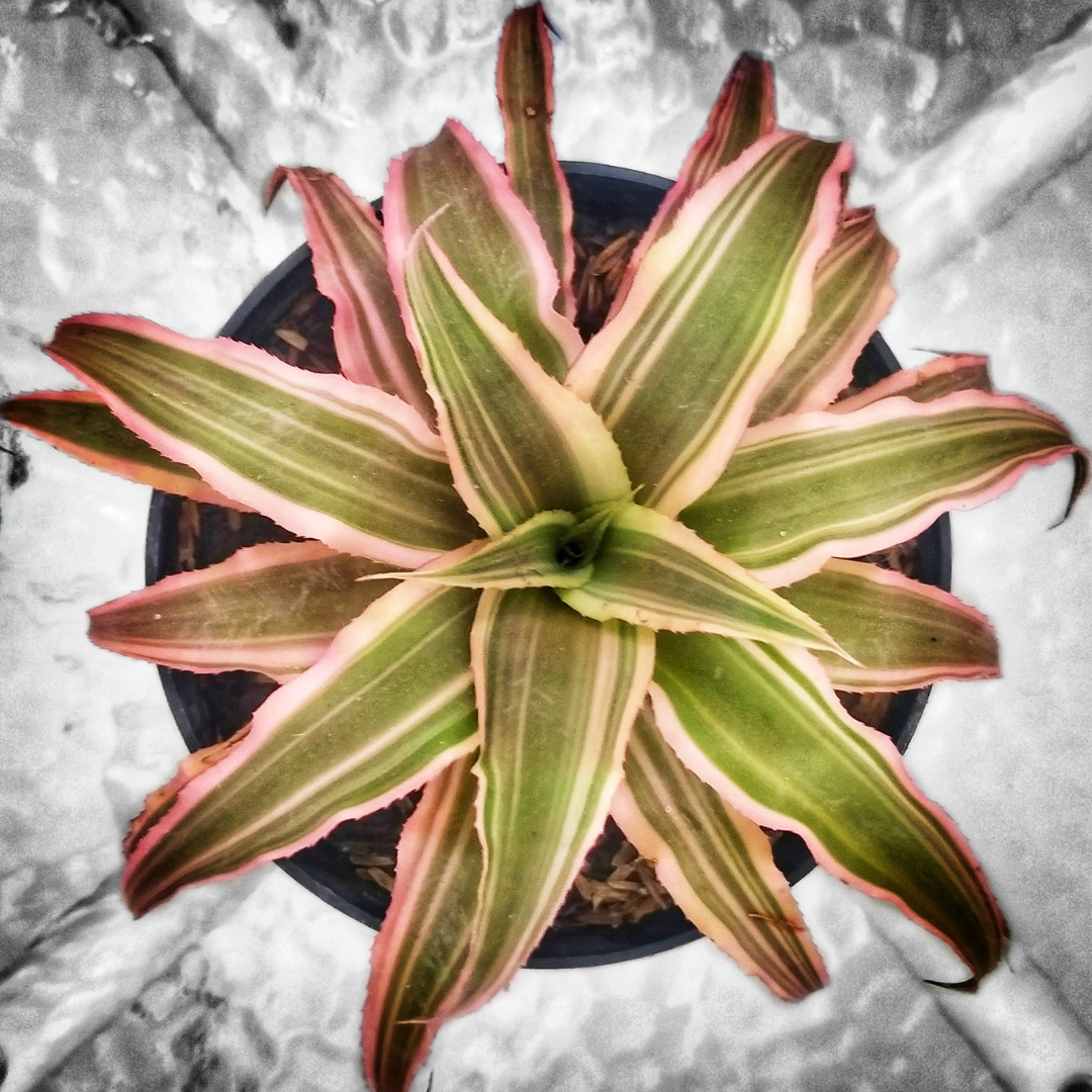Cryptanthus Bivittatus