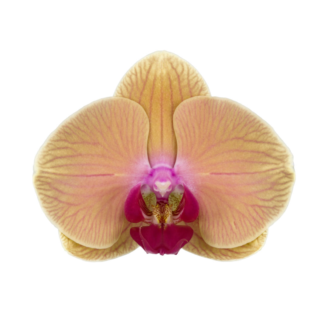 Phalaenopsis Agata Ø12