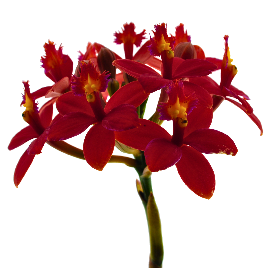 Epidendrum Radicans Red