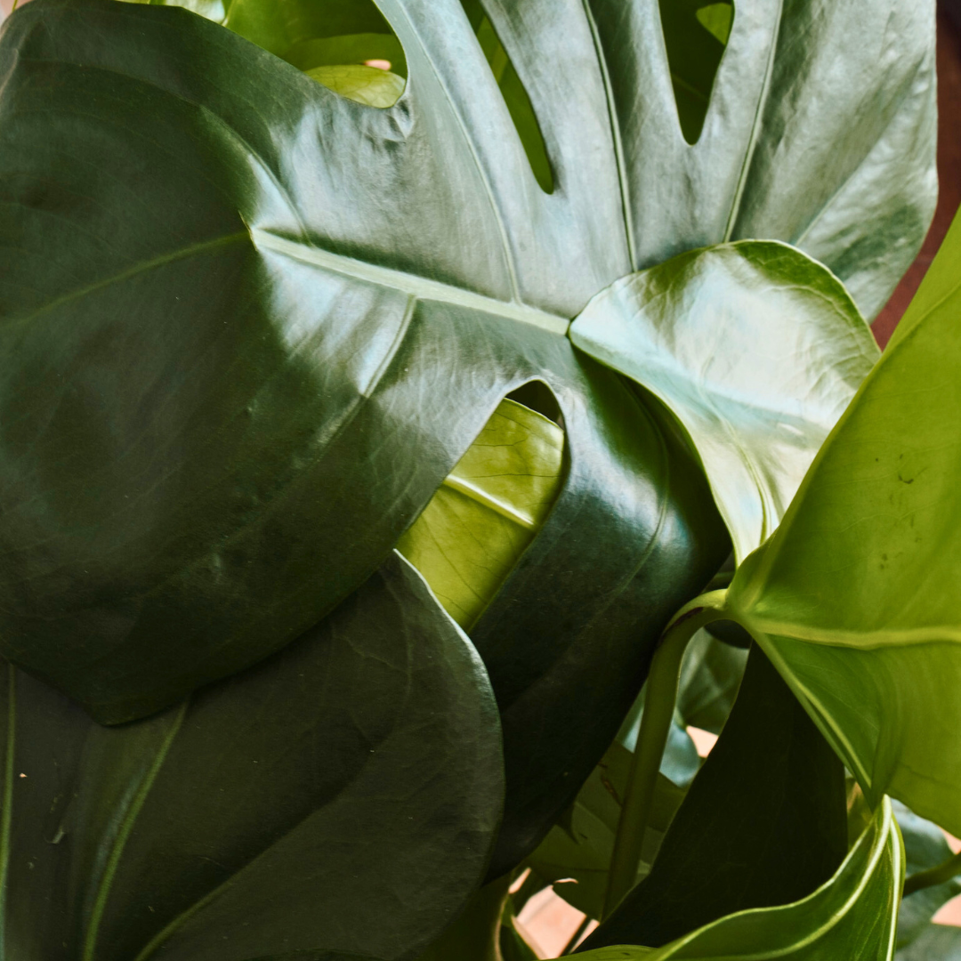 Monstera Deliciosa