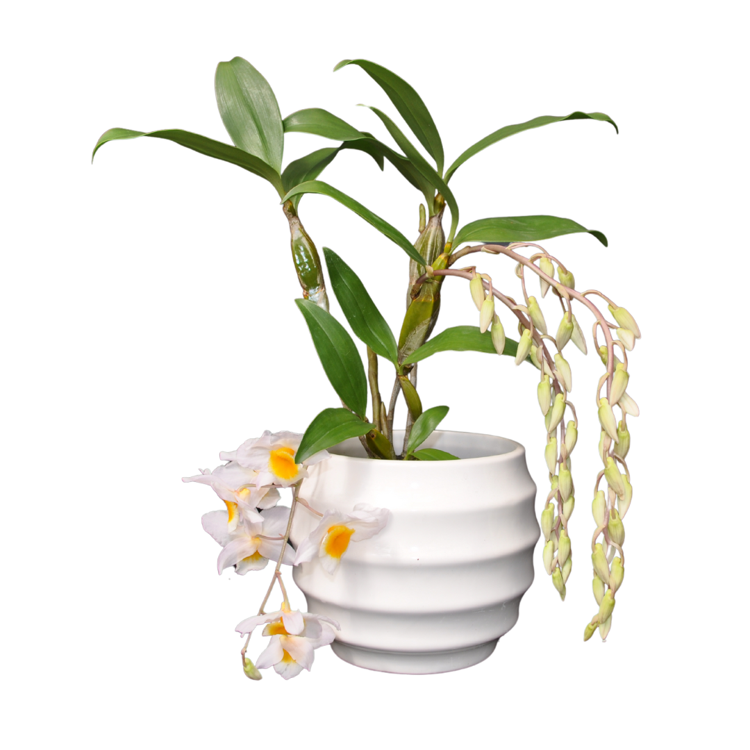Dendrobium Griffithianum x Farmeri