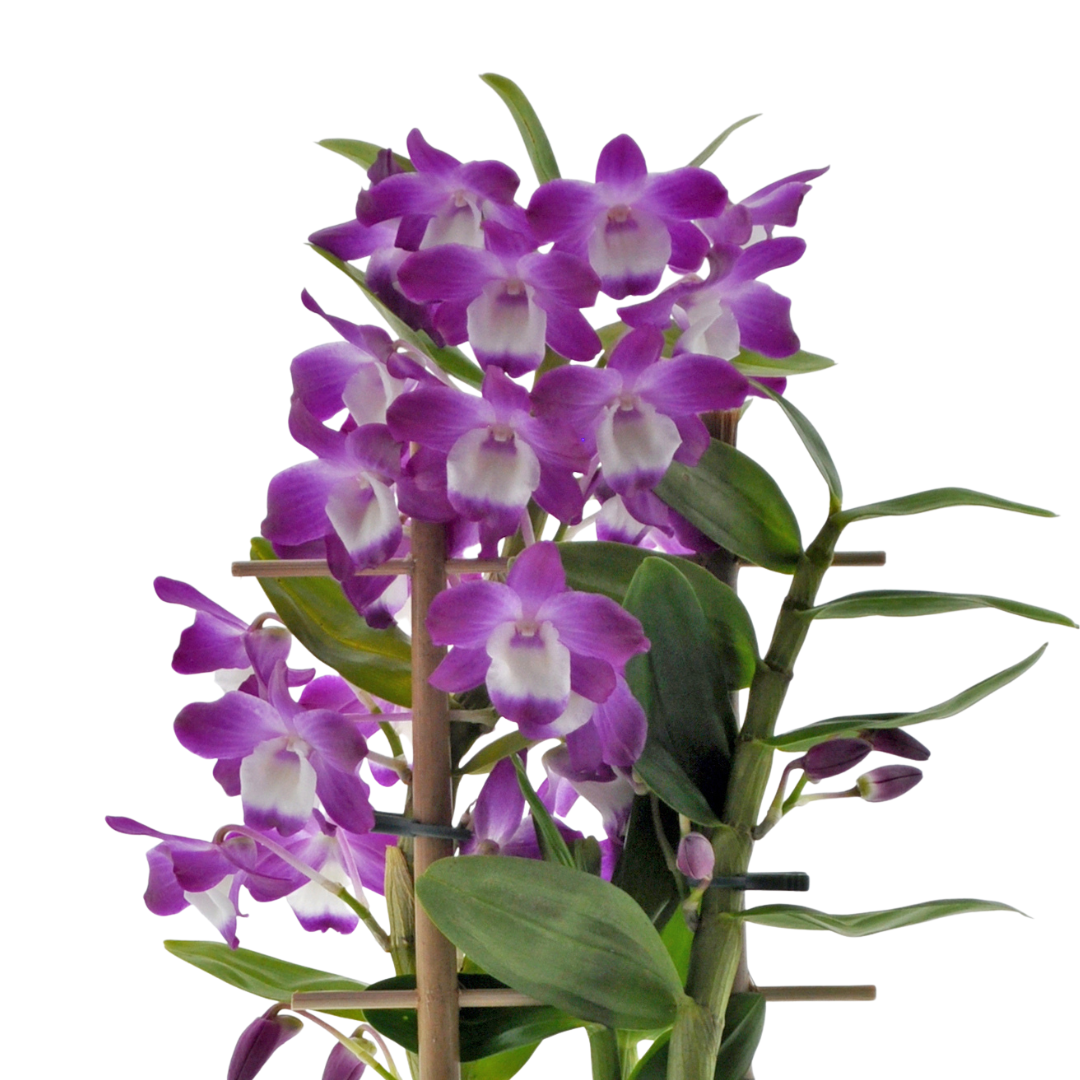 Dendrobium Hamana Lake Prism