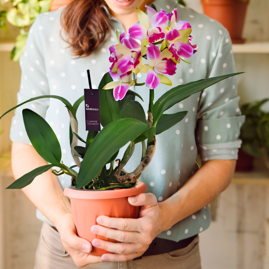 Cattleya Green Genius