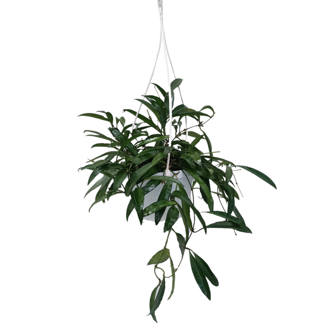 Hoya Kroniana Splash Basket Ø14