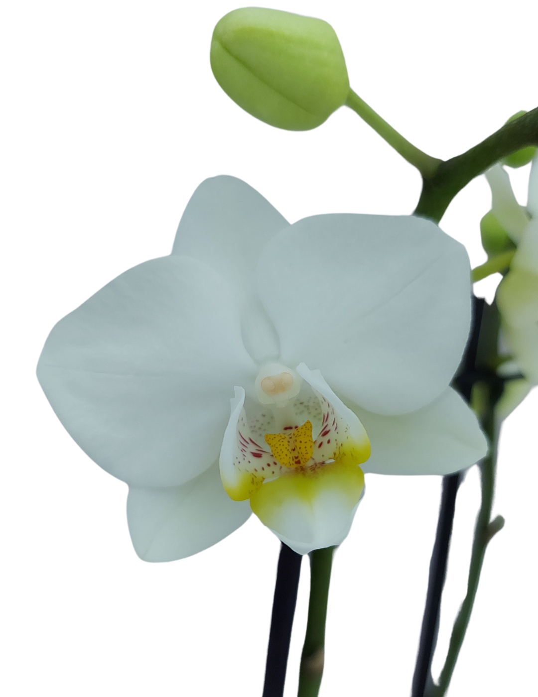 Phalaenopsis Snow Flake Ø9
