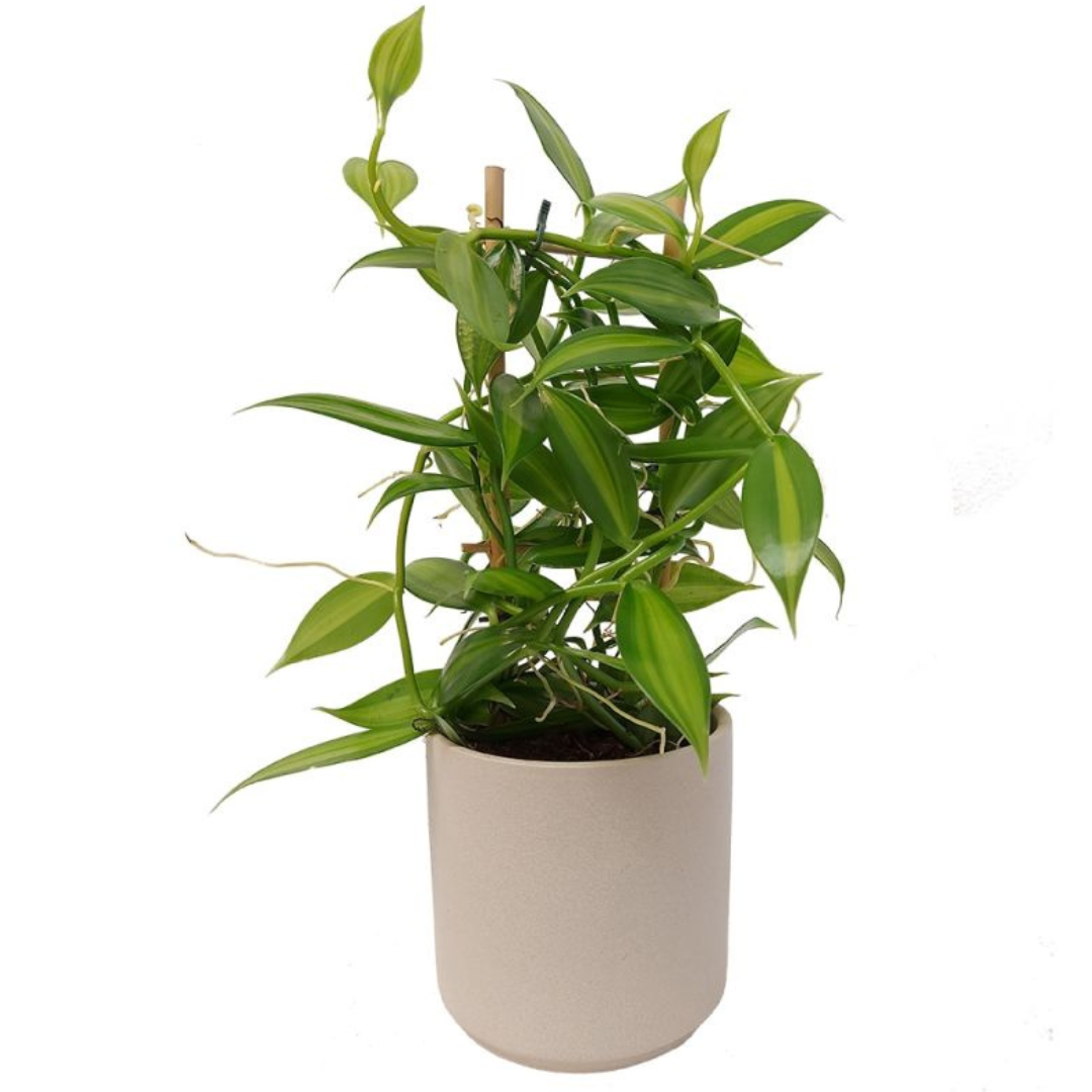Vanilla Planifolia