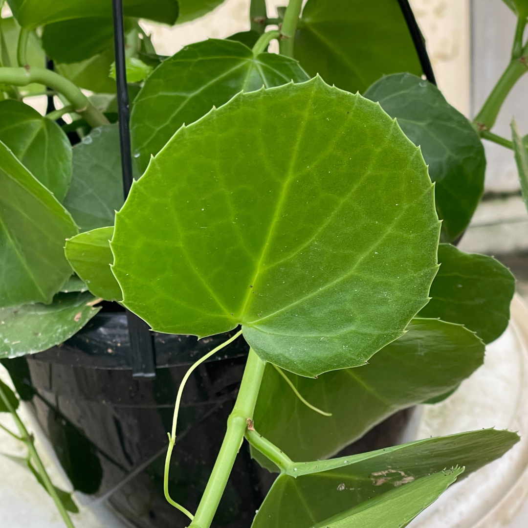 Cissus Rotundifolia