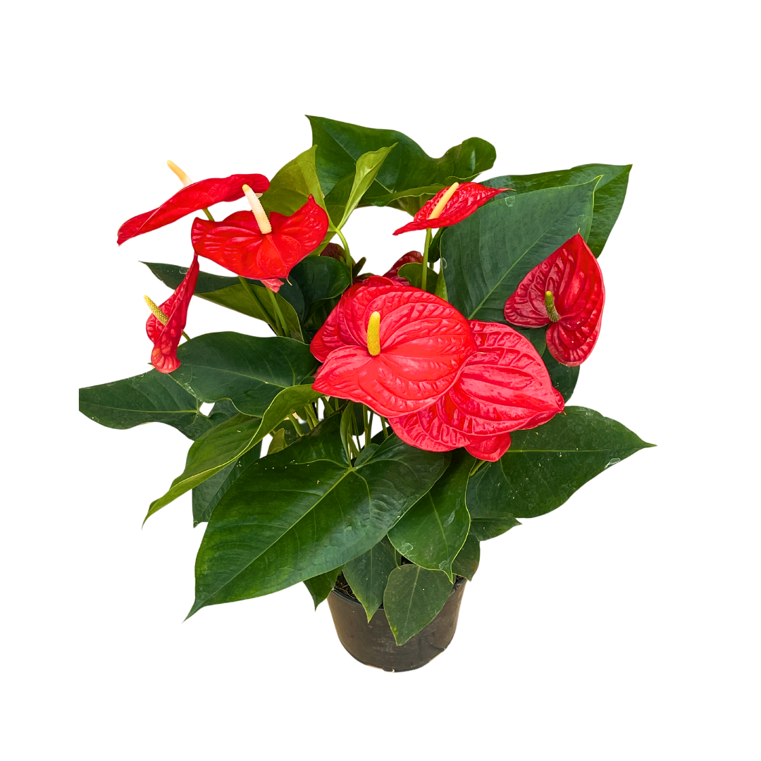 Anthurium Andreanum Oregon Ø17