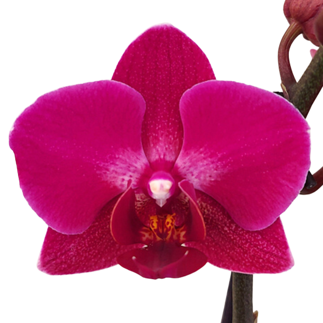 Phalaenopsis Brazilian Fever Ø9