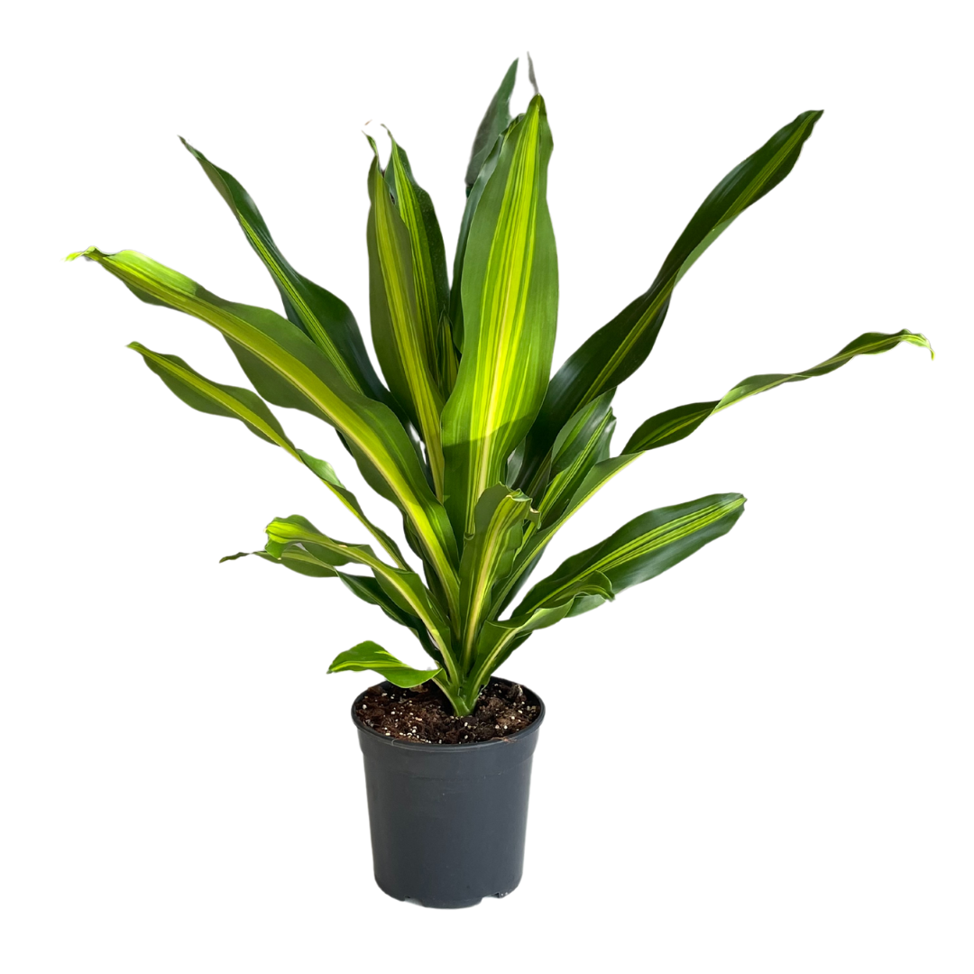 Dracaena Burley