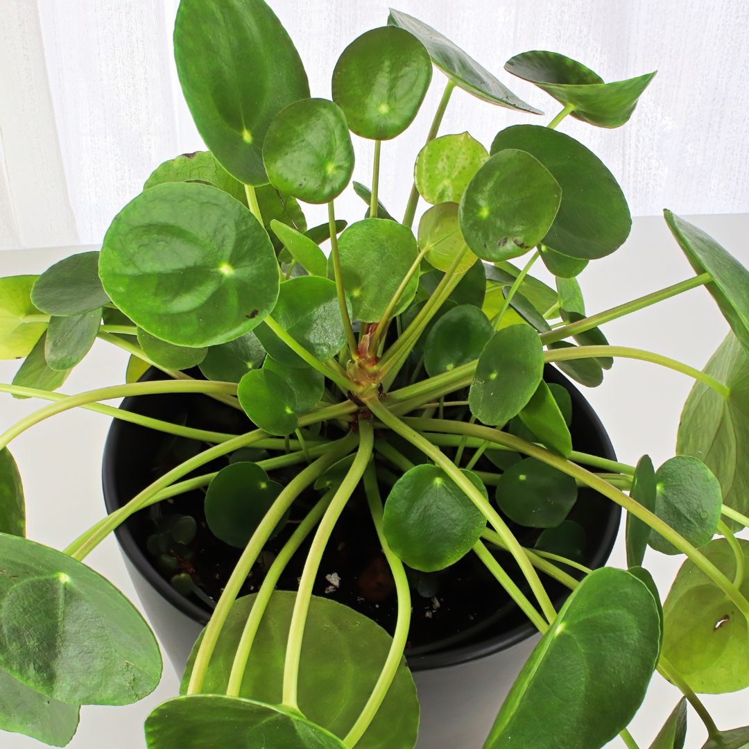 Pilea Peperomioides Ø14