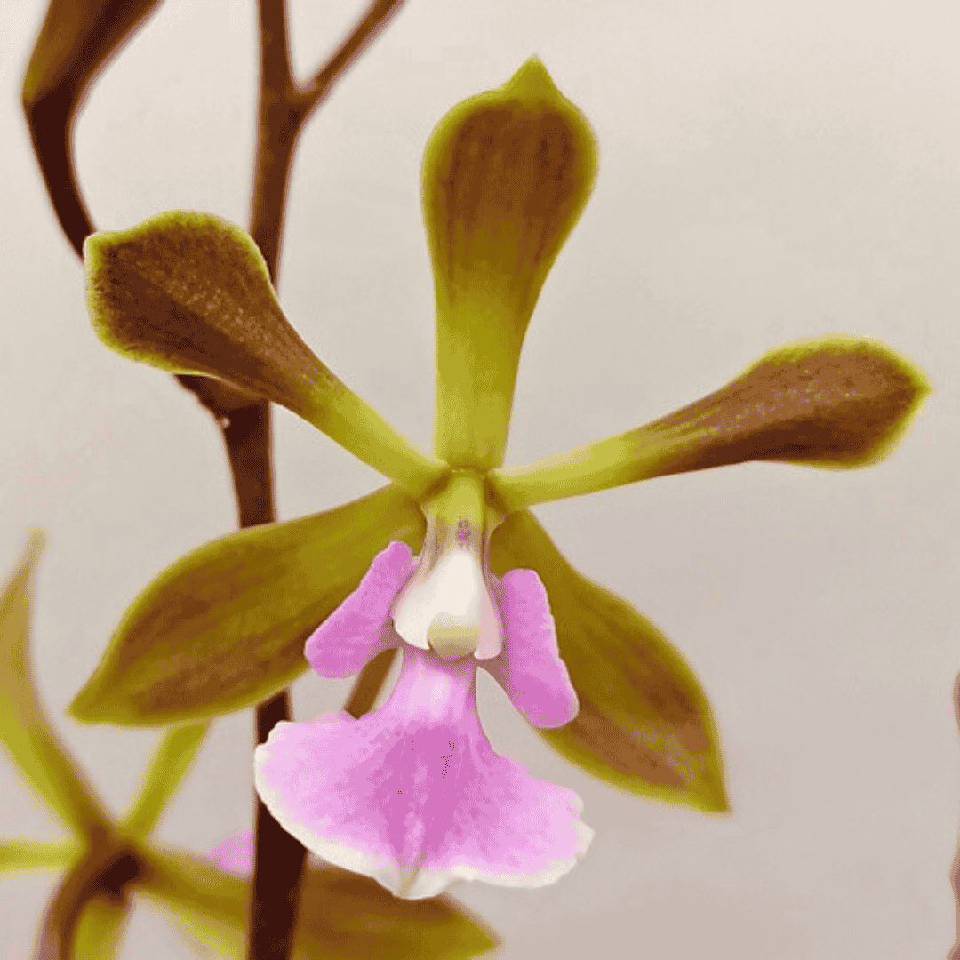 Epidendrum Floribundum