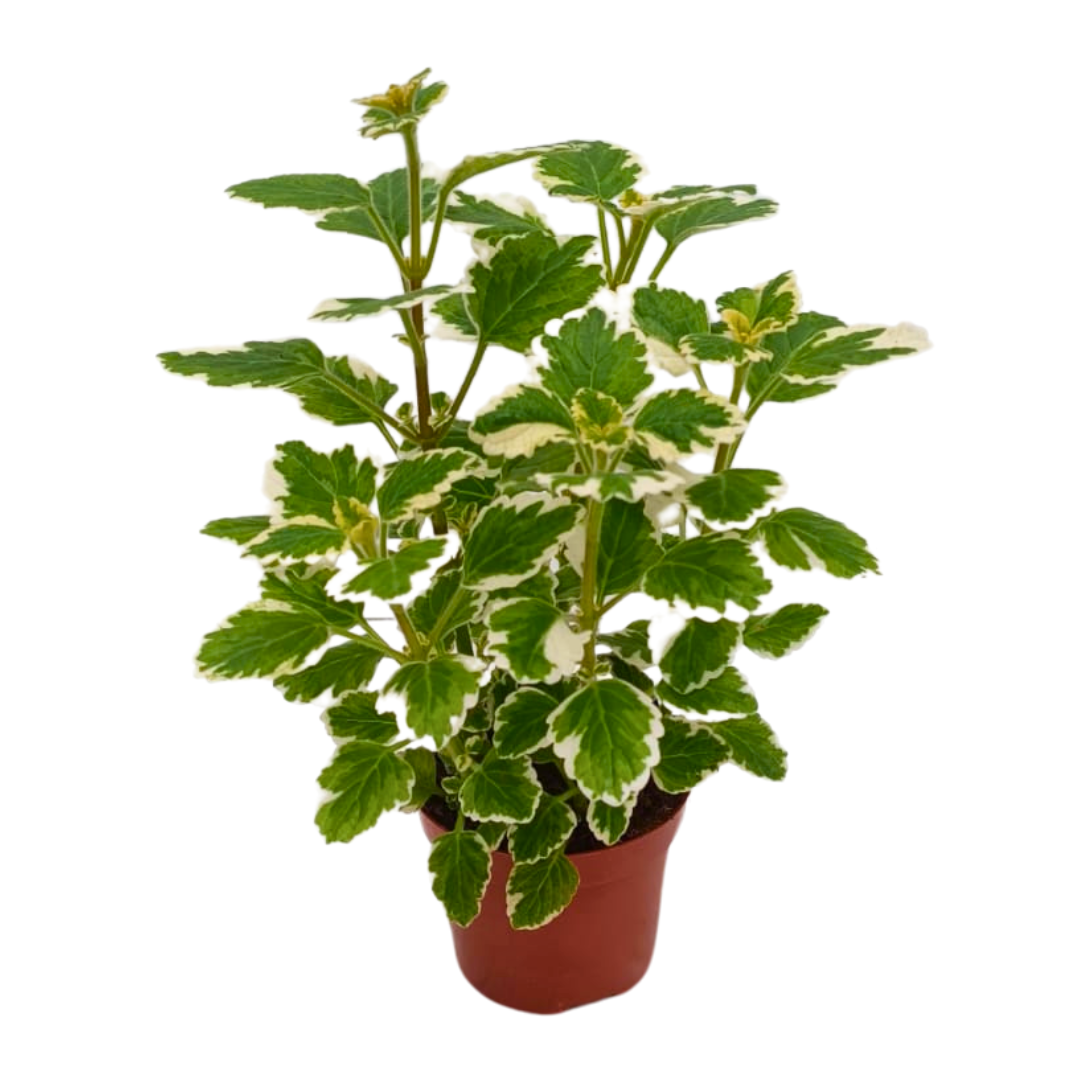 Plectranthus Ø9