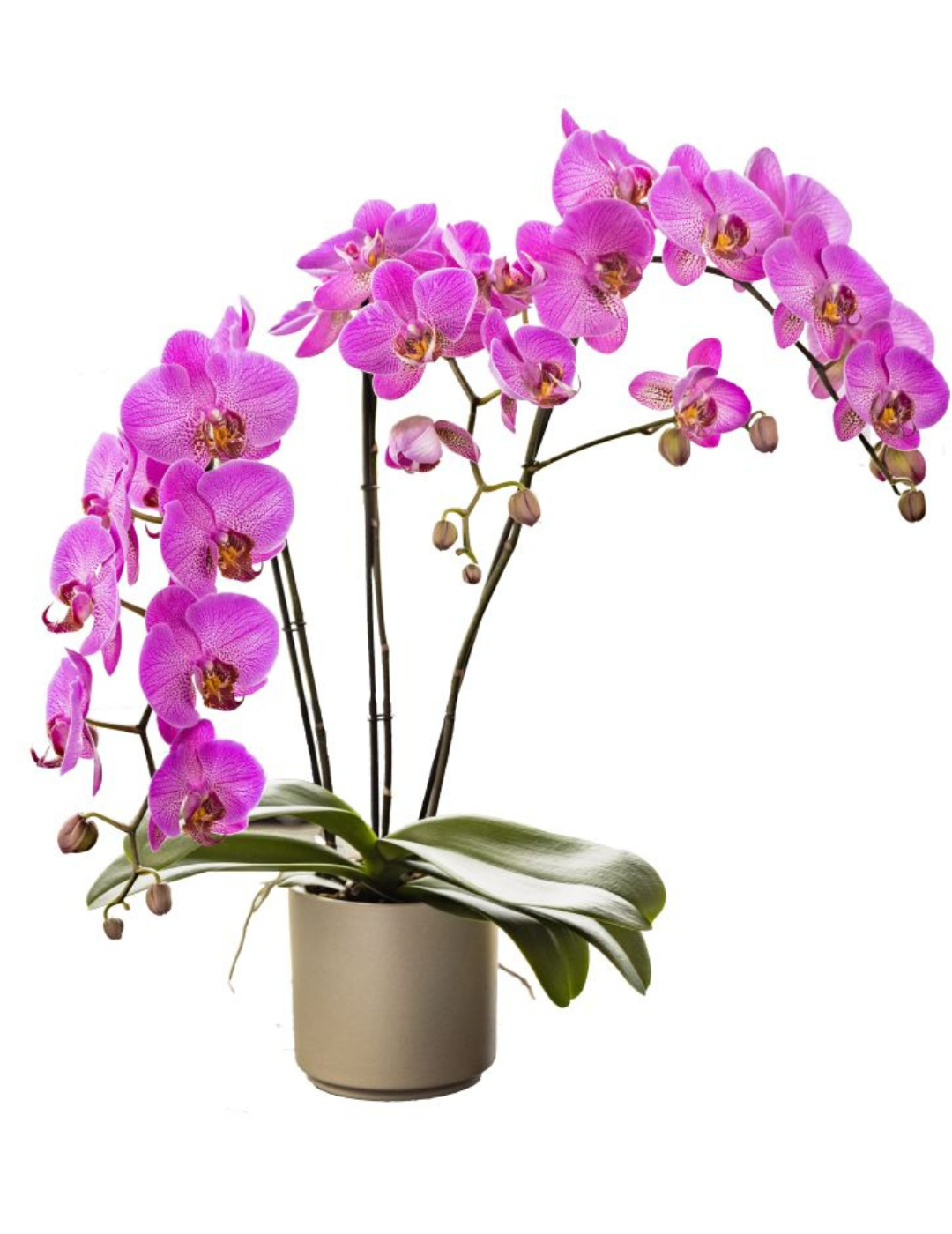 Phalaenopsis Oxana Ø12