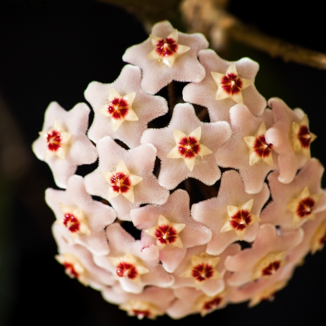 Hoya Carnosa Gracilis Ø14 Baschet