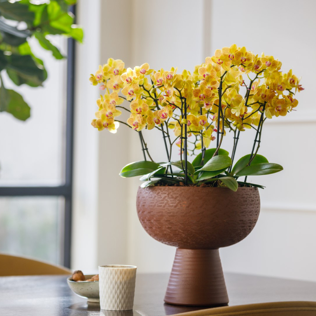 Phalaenopsis Giulia Ø9