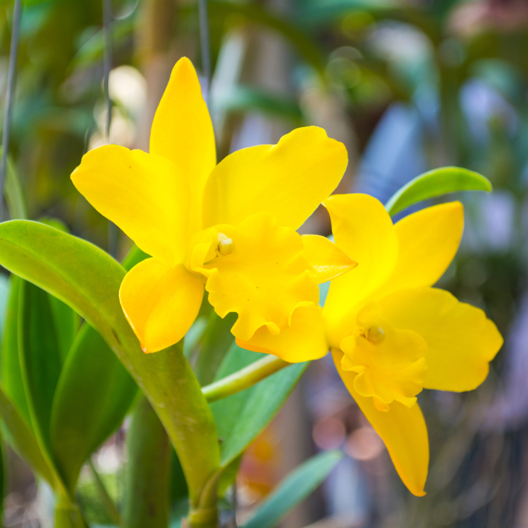 Cattleya Dora