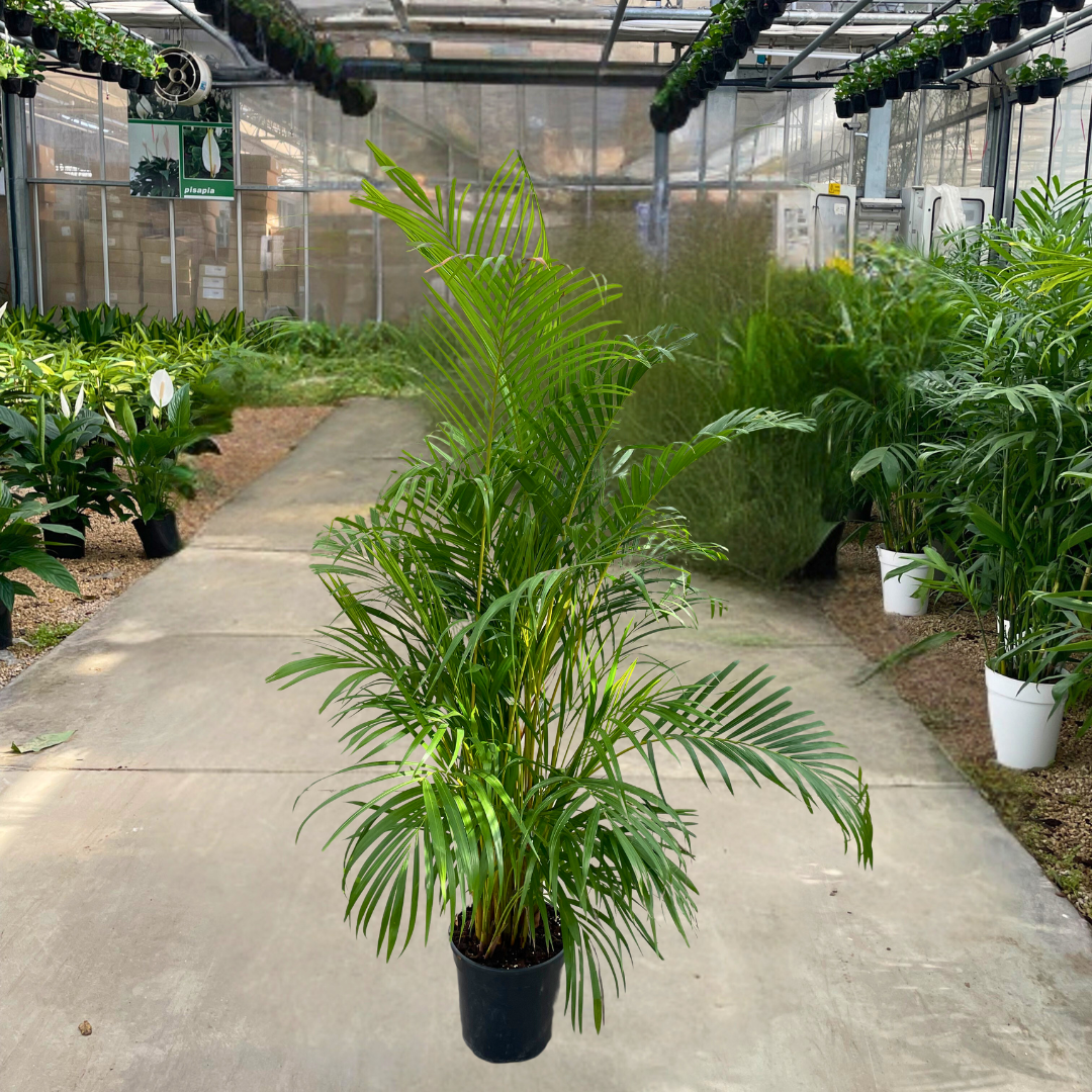 Areca Lutescens