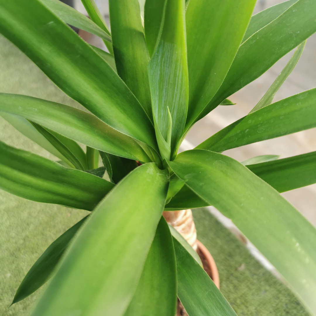 Yucca