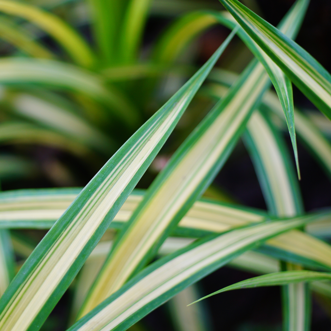 Chlorophytum Comosum Ø9