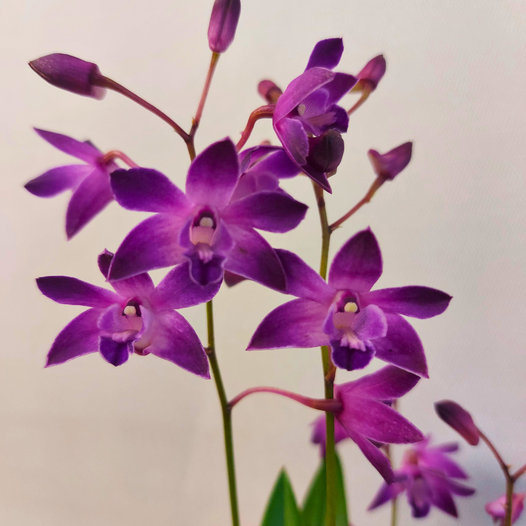 Dendrobium Kingianum Sunflower