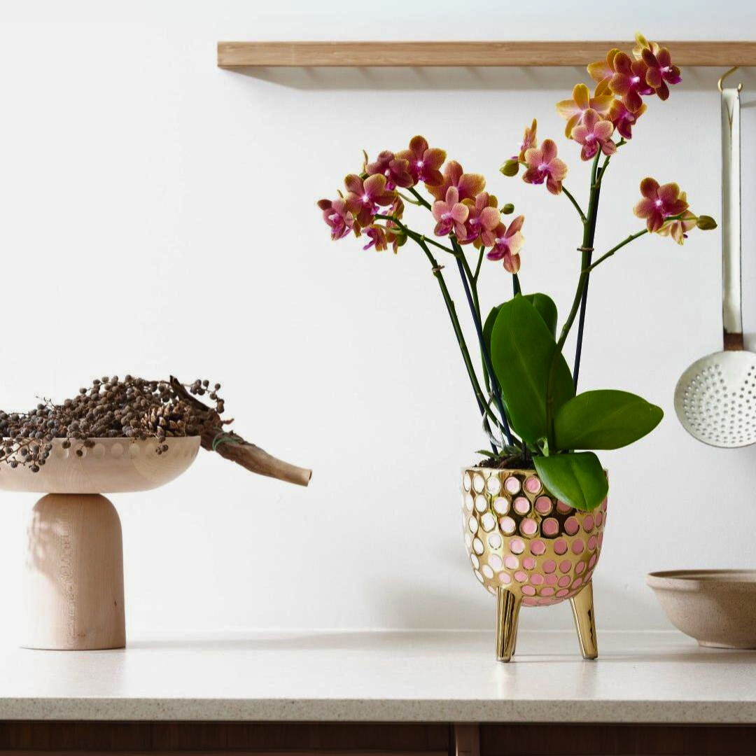 Phalaenopsis Bolgheri Ø9