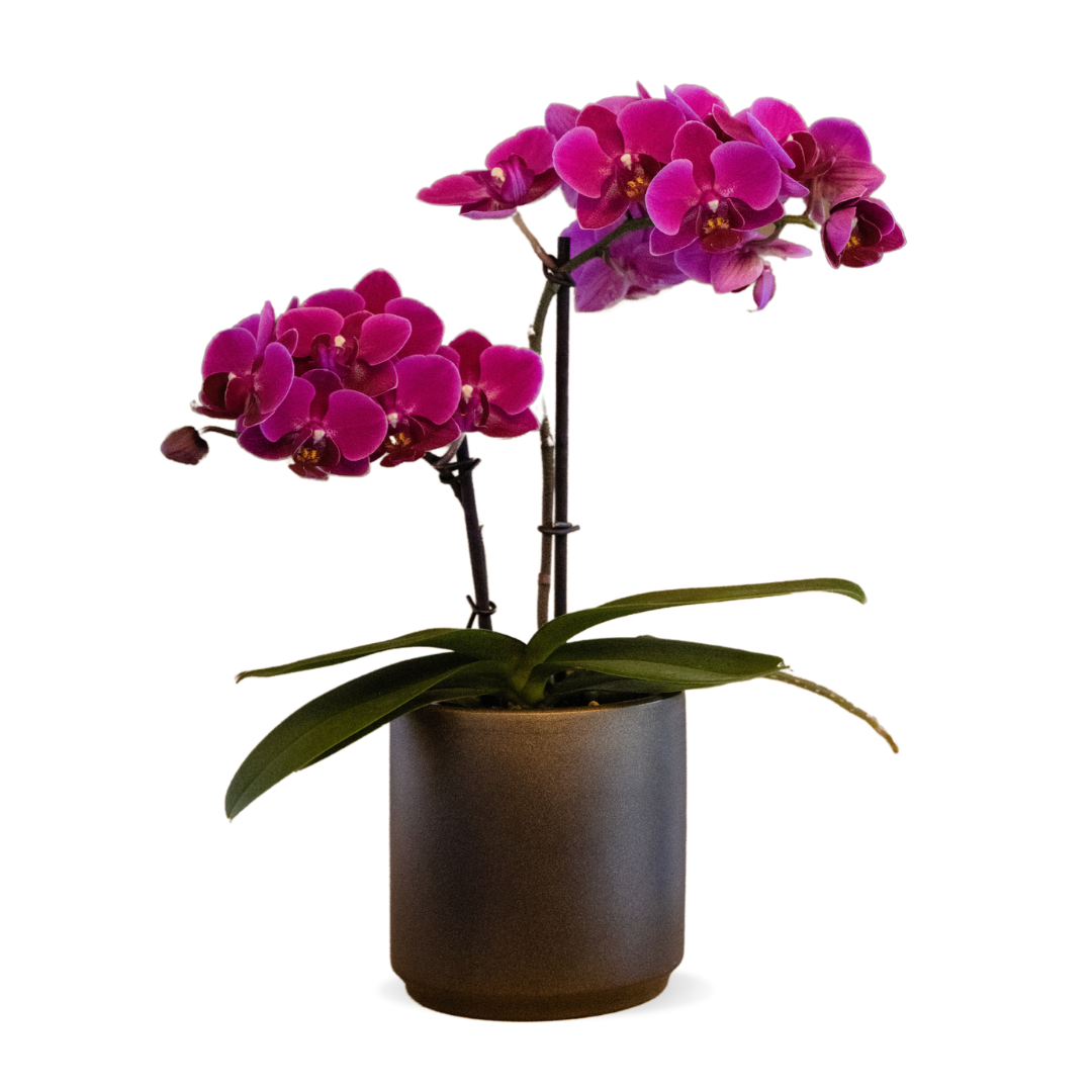 Phalaenopsis Brazilian Fever Ø9