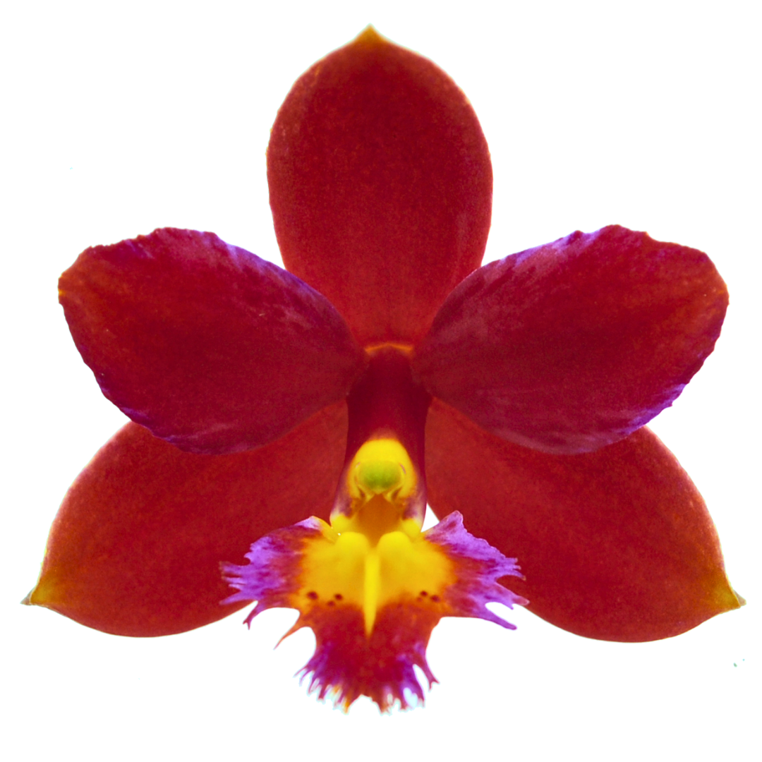 Epidendrum Radicans Red