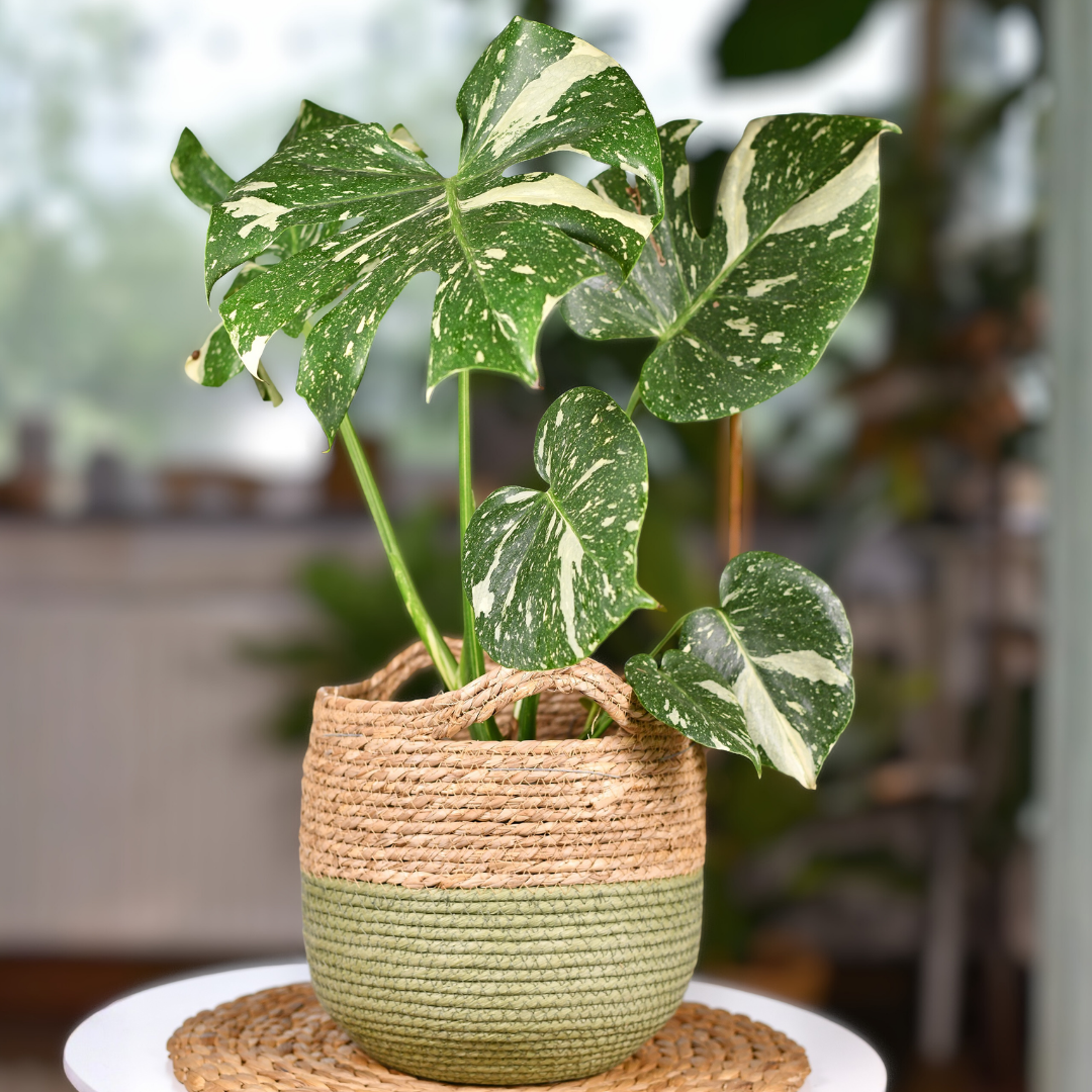 Monstera Thai Constellation