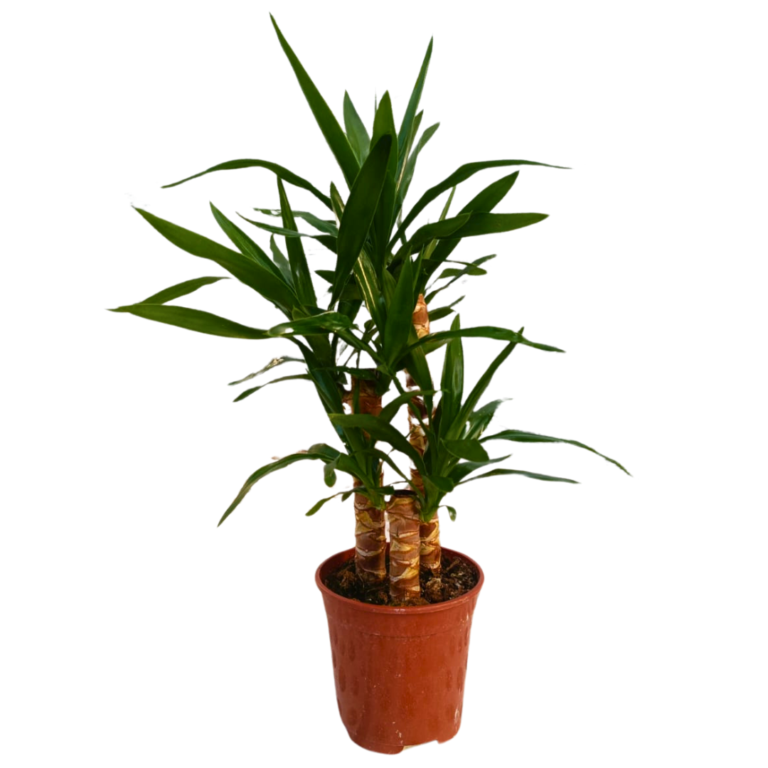 Yucca