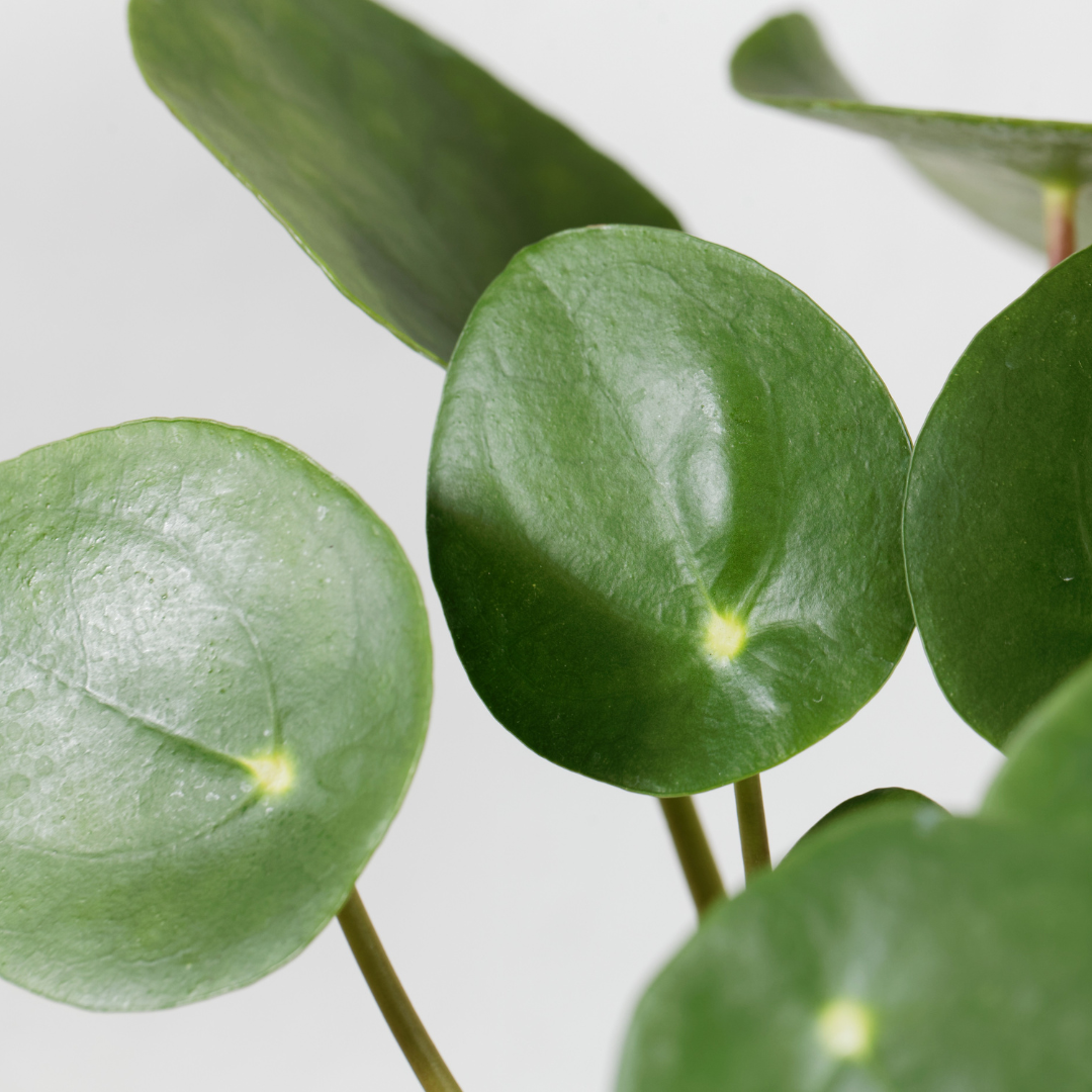 Pilea Peperomioides Ø14