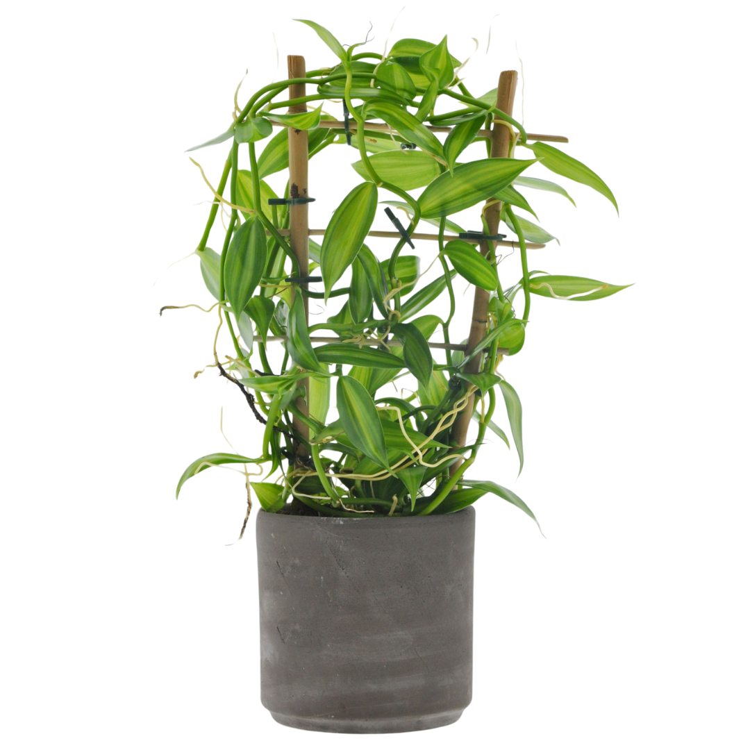 Vanilla Planifolia
