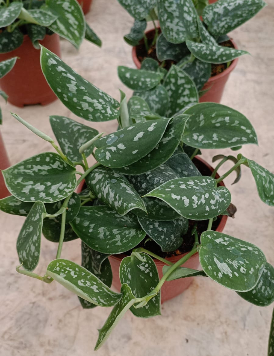 Epipremnum Scindapsus Pictus Ø16