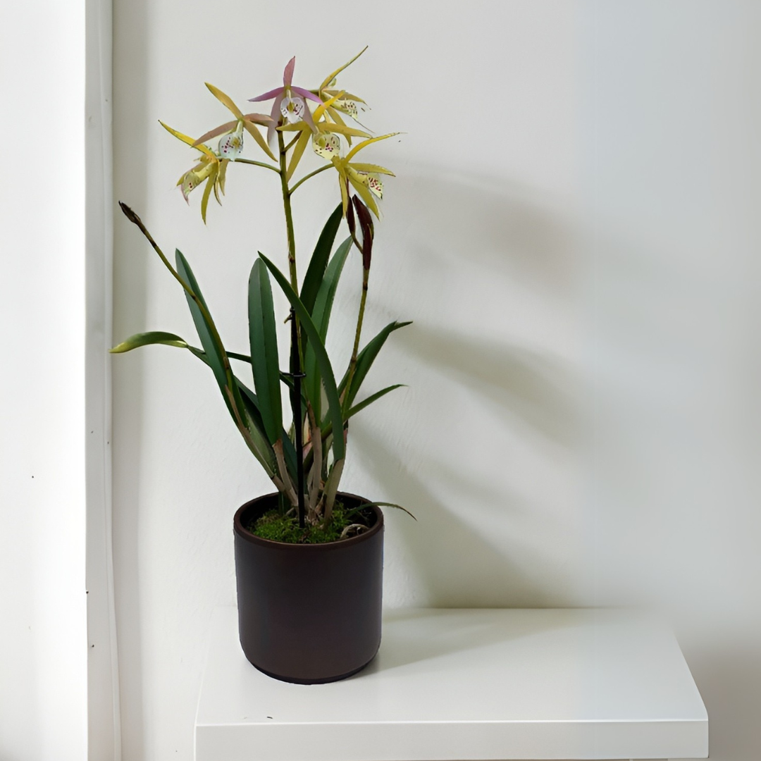 Cattleya Yellow Bird