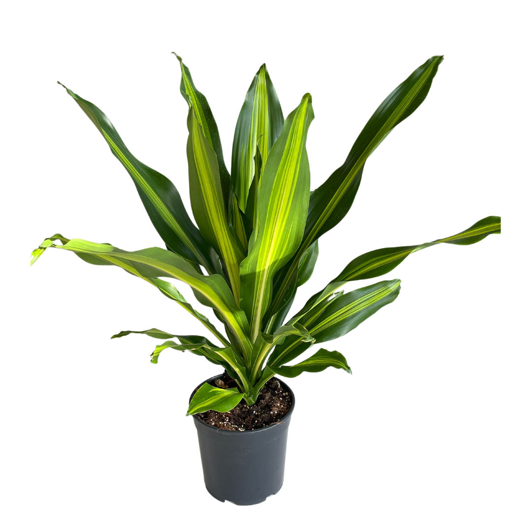 Dracaena Burley