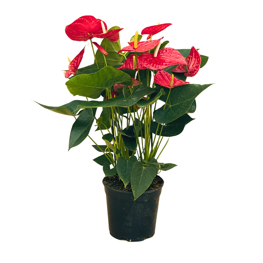 Anthurium Andreanum Oregon Ø17