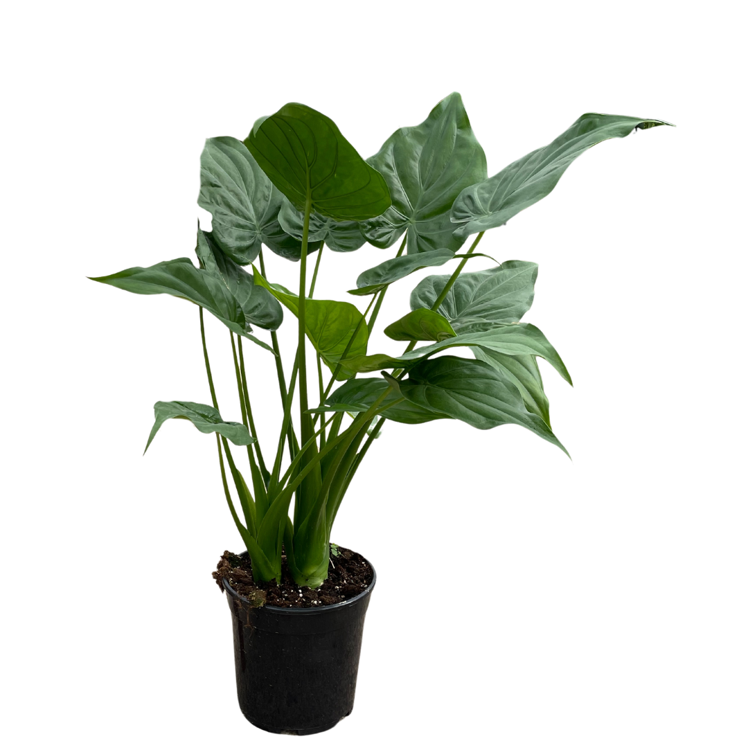 Alocasia Cucullata