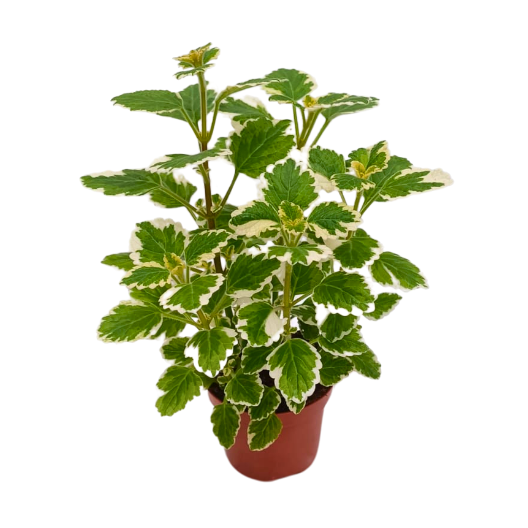Plectranthus Ø9