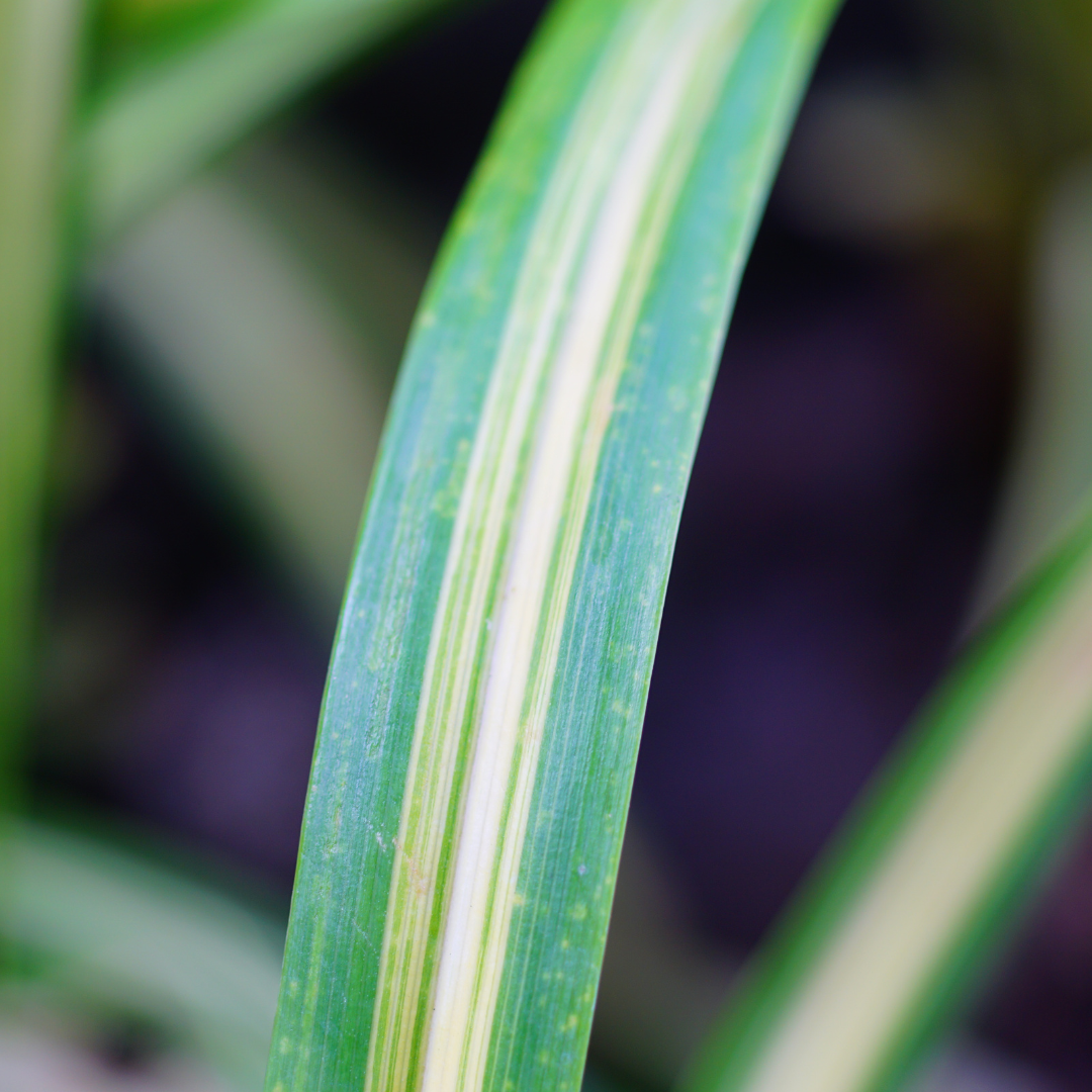 Chlorophytum Comosum Ø9