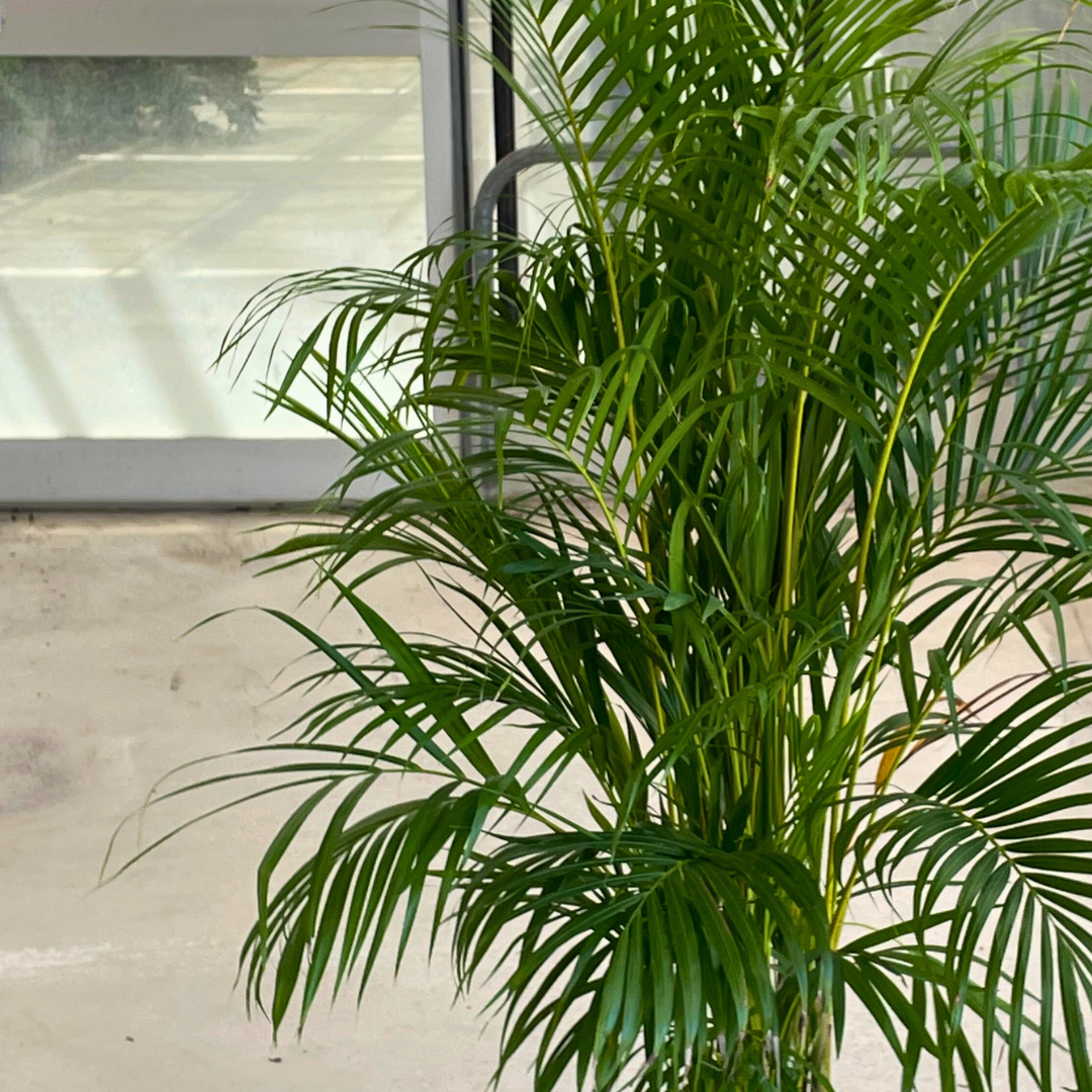 Areca Lutescens