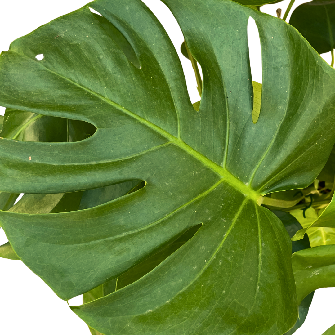 Monstera Deliciosa