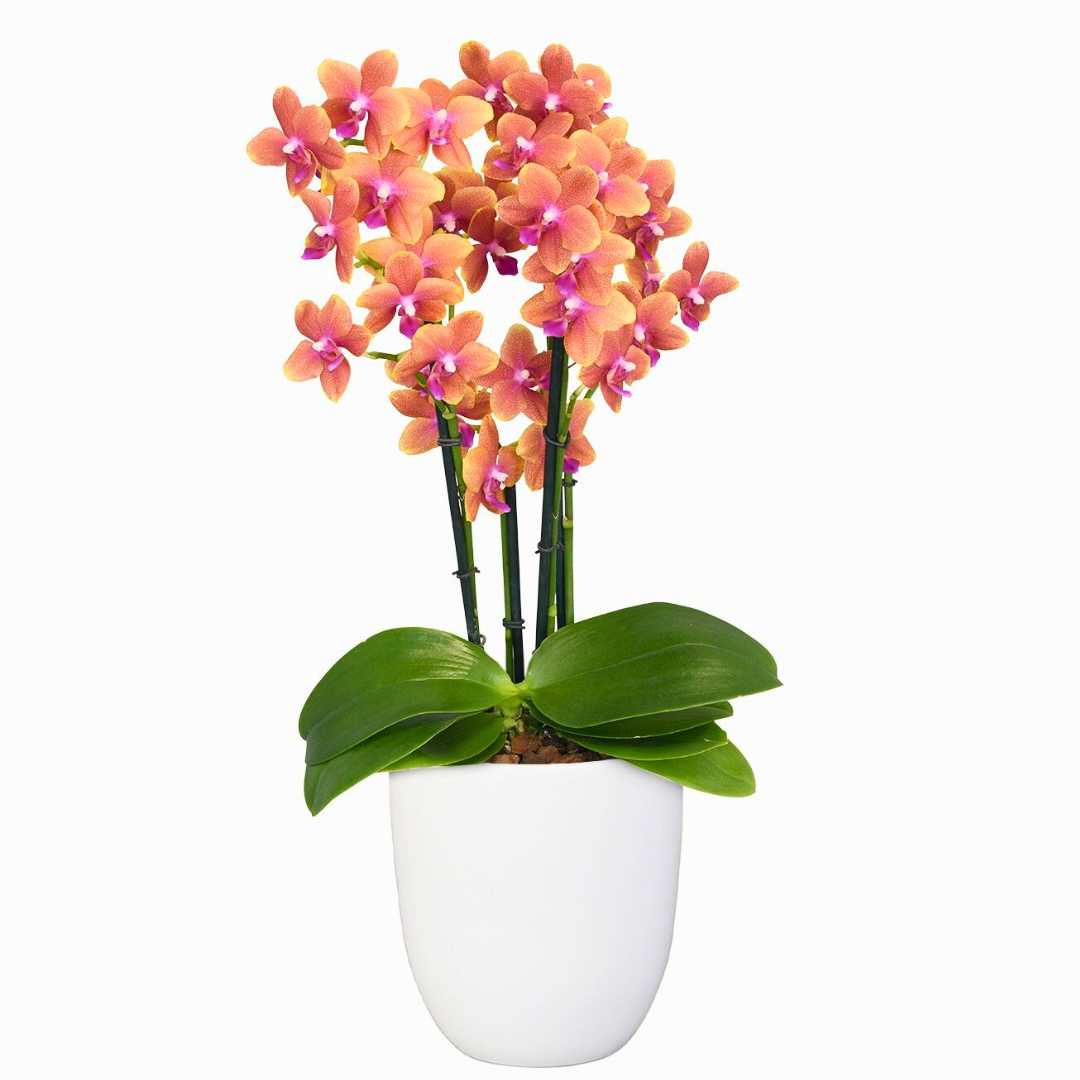 Phalaenopsis Bolgheri Ø9