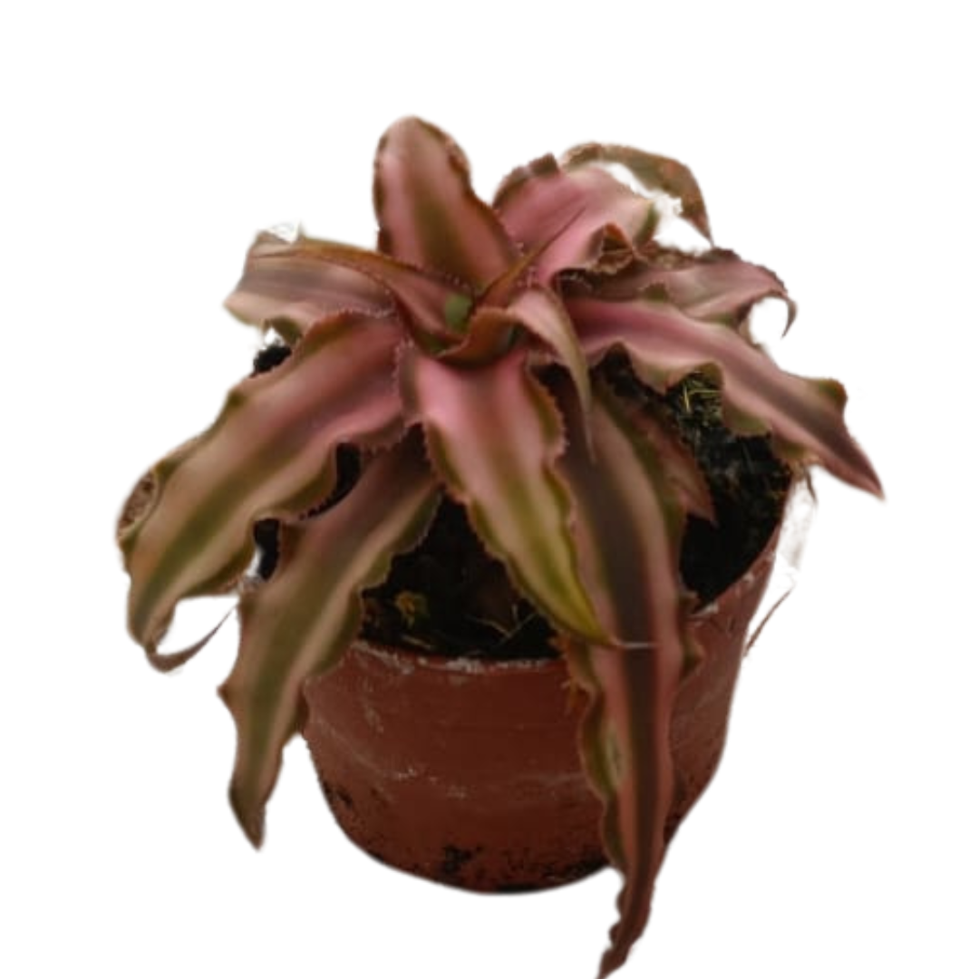 Cryptanthus Bivittatus