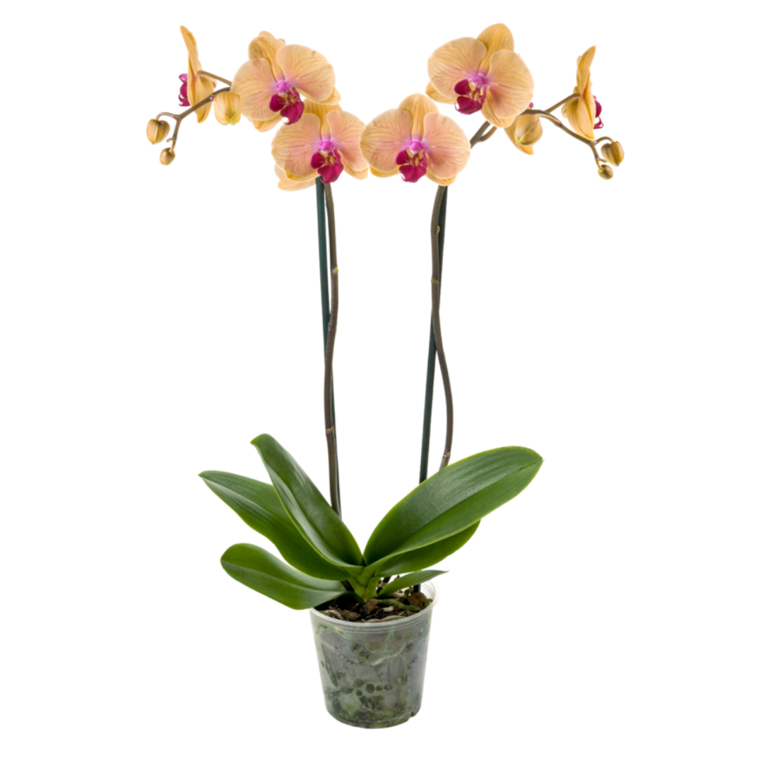 Phalaenopsis Agata Ø12